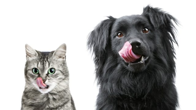 Hungry light gray cat and black dog with their tongues linking their chops