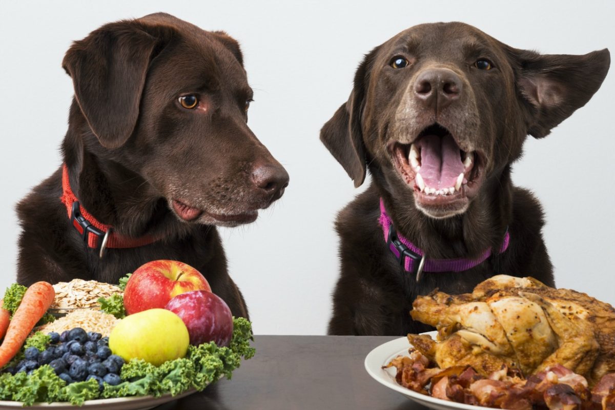 Dogs with choice of fruit to eat or turkey