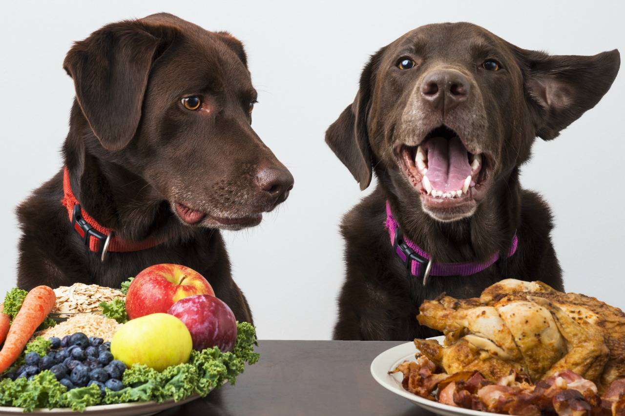 what-is-free-feeding-and-why-does-it-work-for-our-dogs-crazy-fun-health-and-home